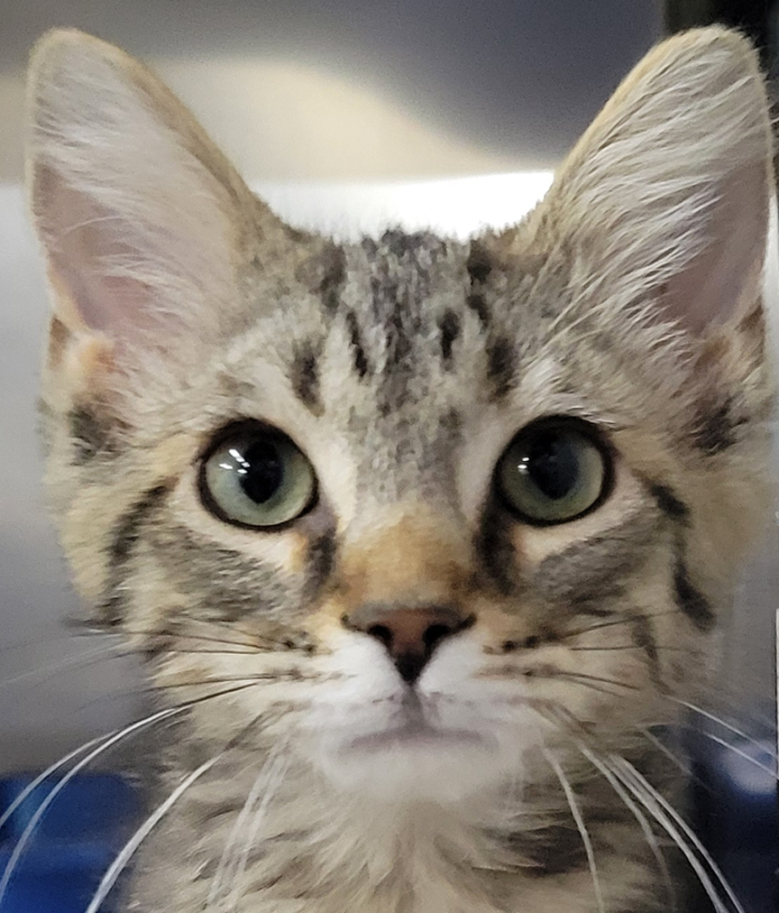 Kitten Doorbell Image
