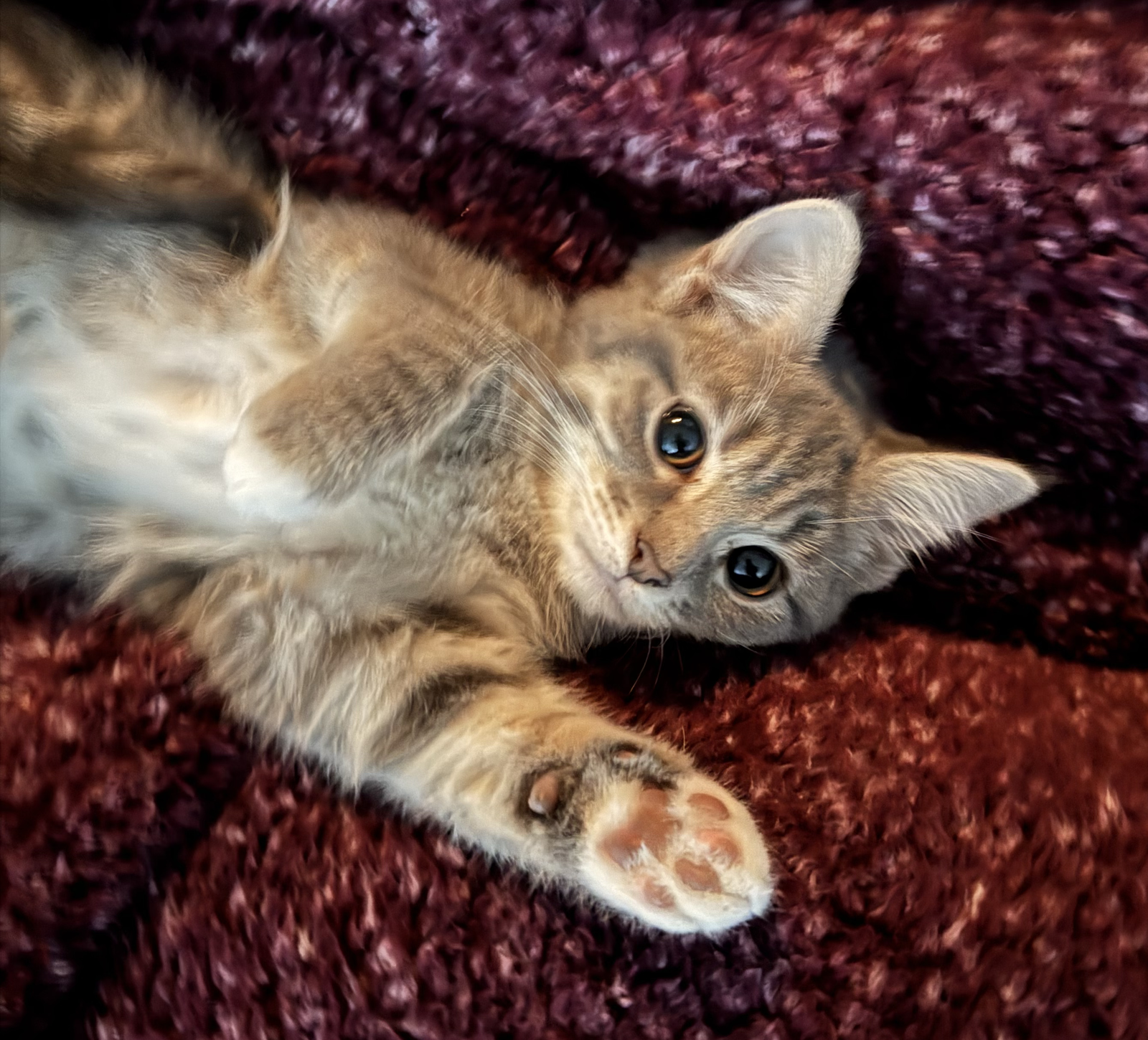 Kitten Tiana Image