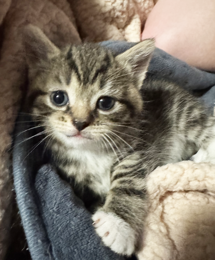 Kitten Lottie Image