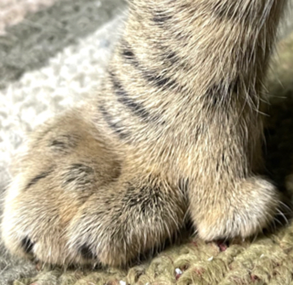 Peter *Polydactyl*