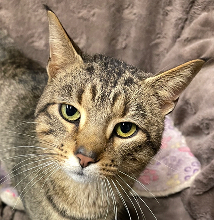 Peter *Polydactyl*