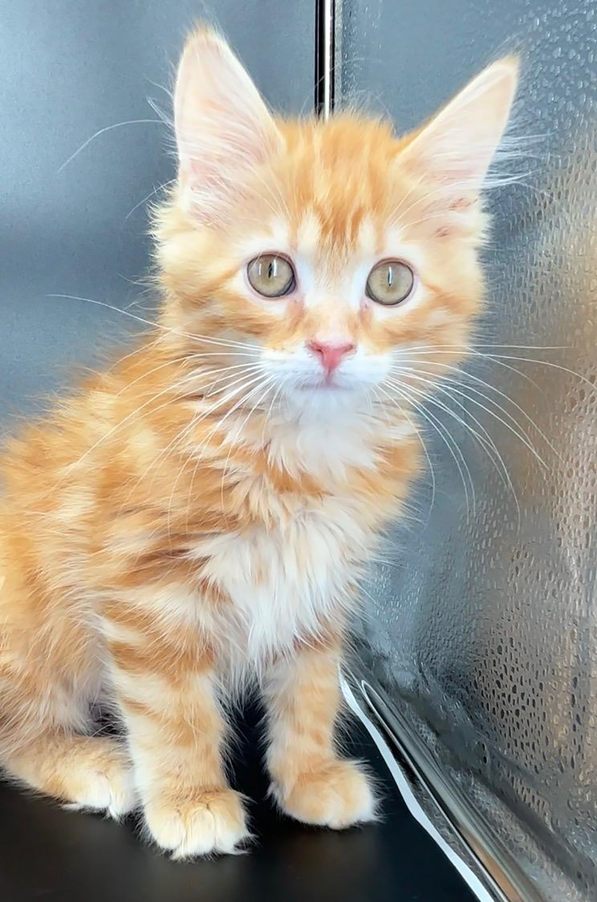 Kitten Tolouse Image