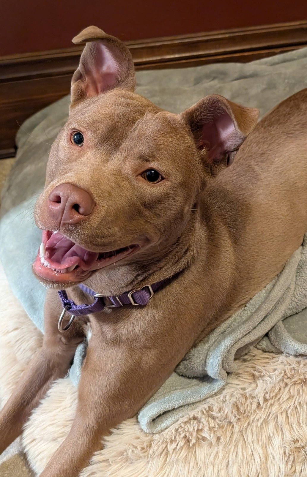Maisy (See video!) Image