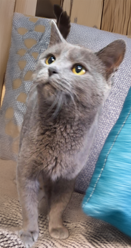 Mond at Montrose Petsmart!