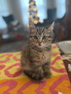 Kitten Holly - Photo 1
