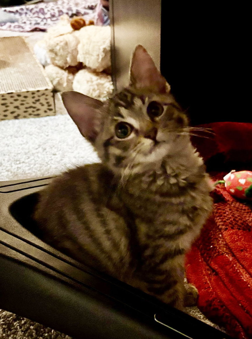 Kitten Mary Image