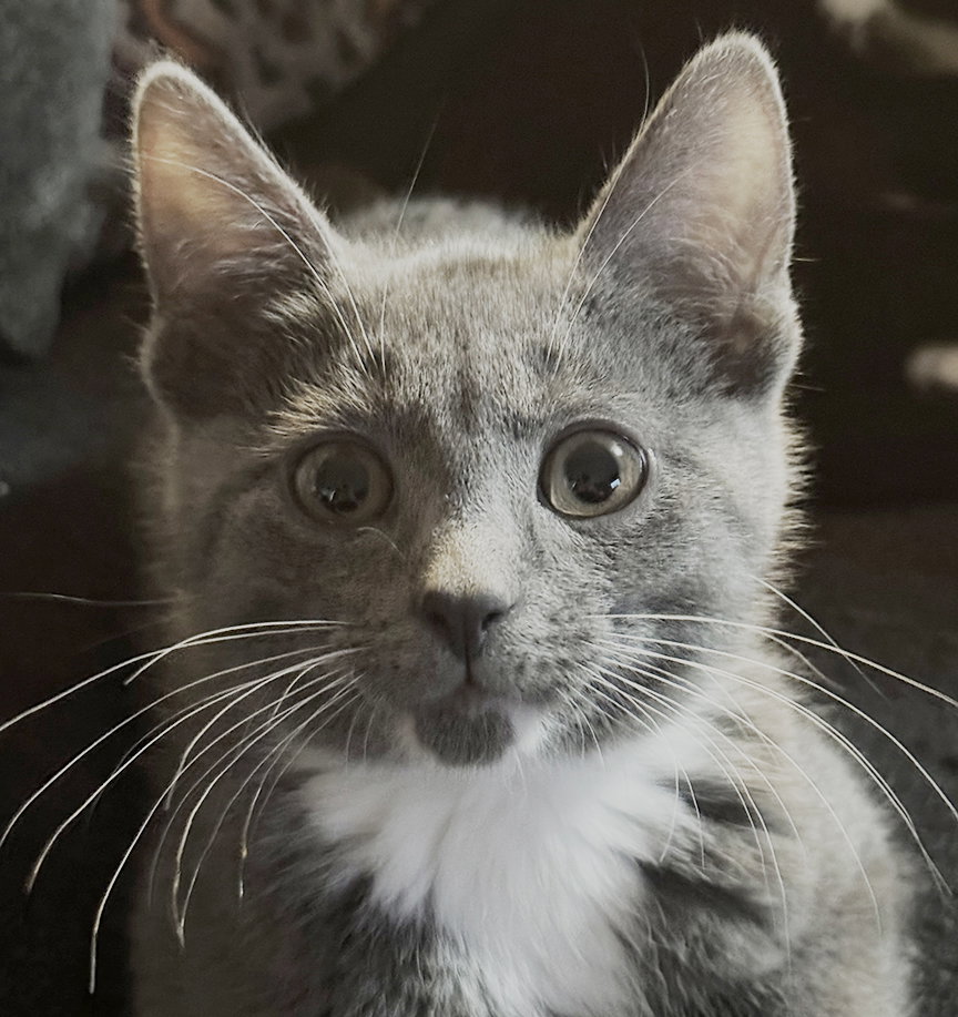 Kitten Navene Image