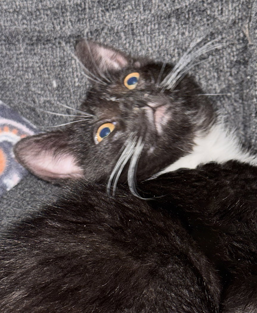 Kitten Louis ("Louie") Image