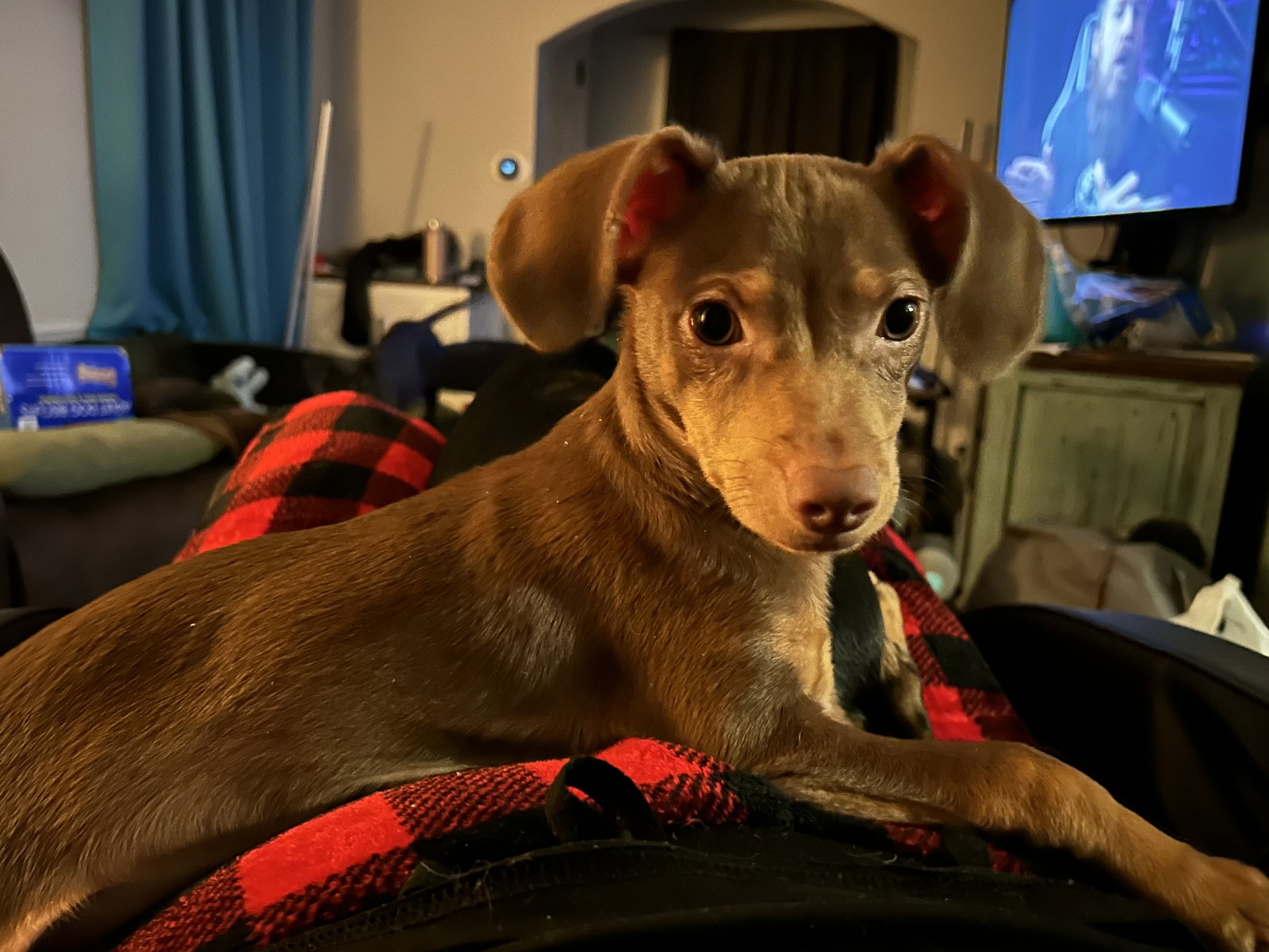 Chiweenie Stella Image