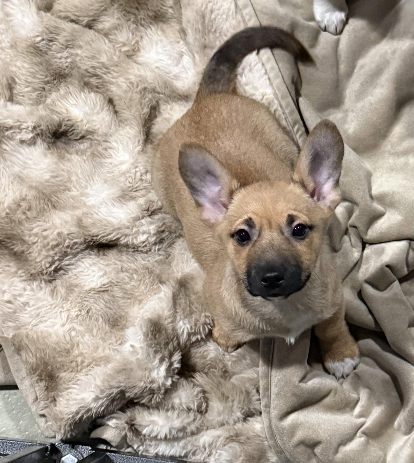 Nature Themed Puppy- River/Adoption Pending
