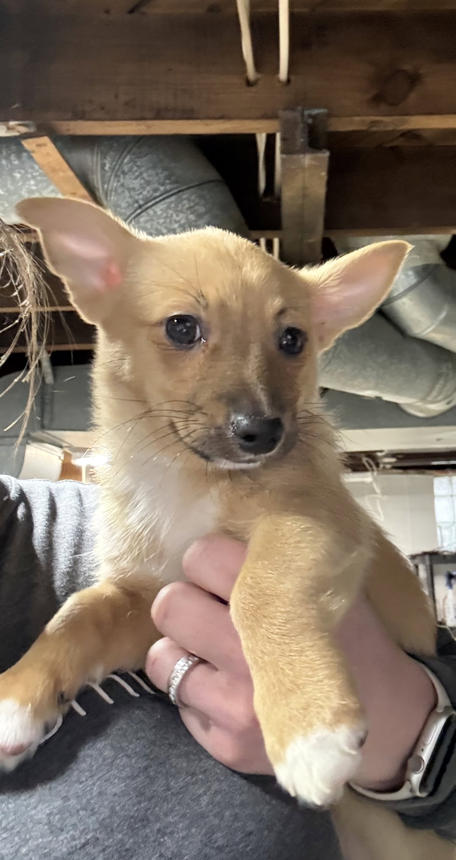Nature Themed Puppy- Willow/Adoption Pending