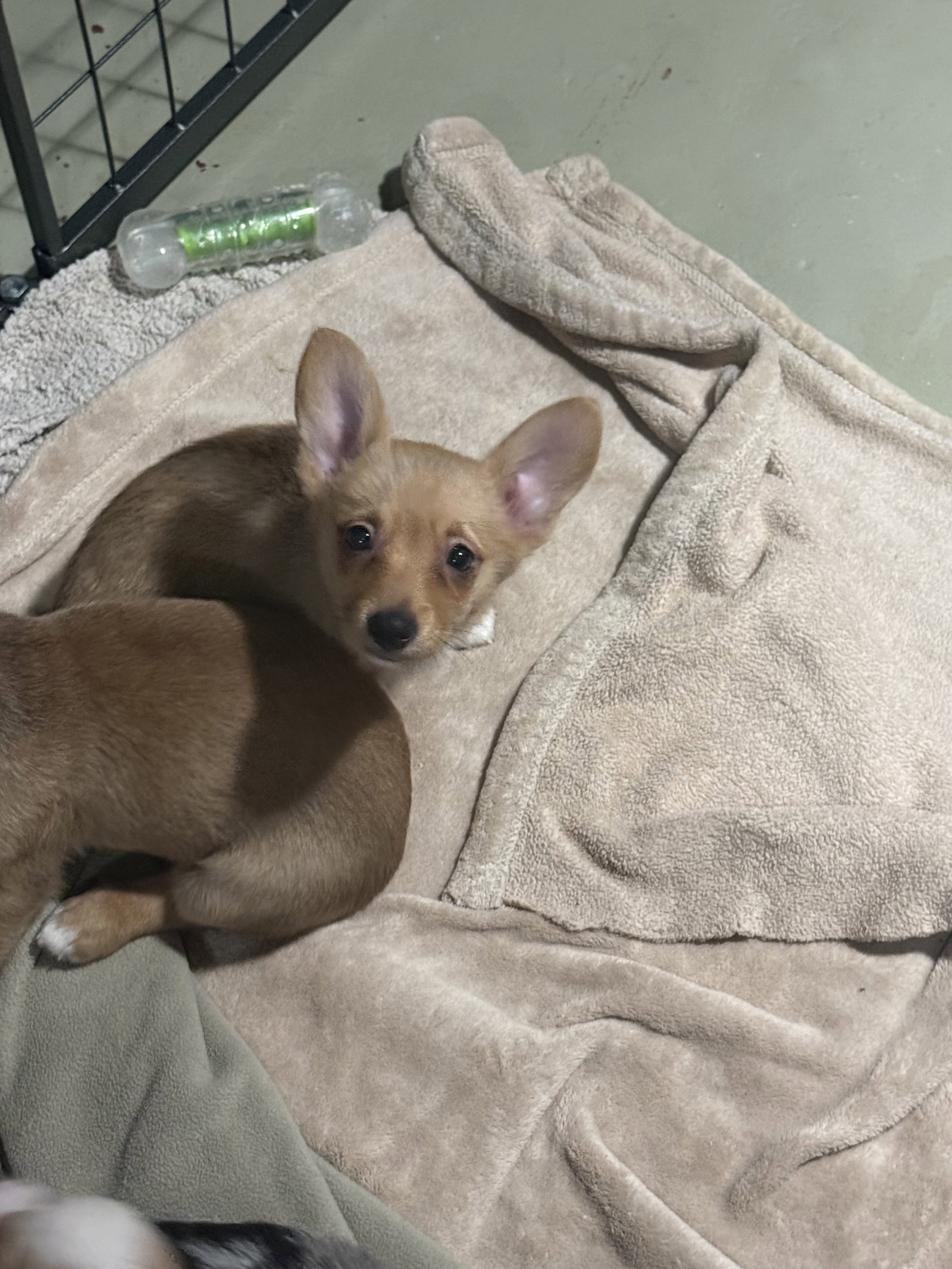 Nature Themed Puppy- Hazel/ Adoption Pending