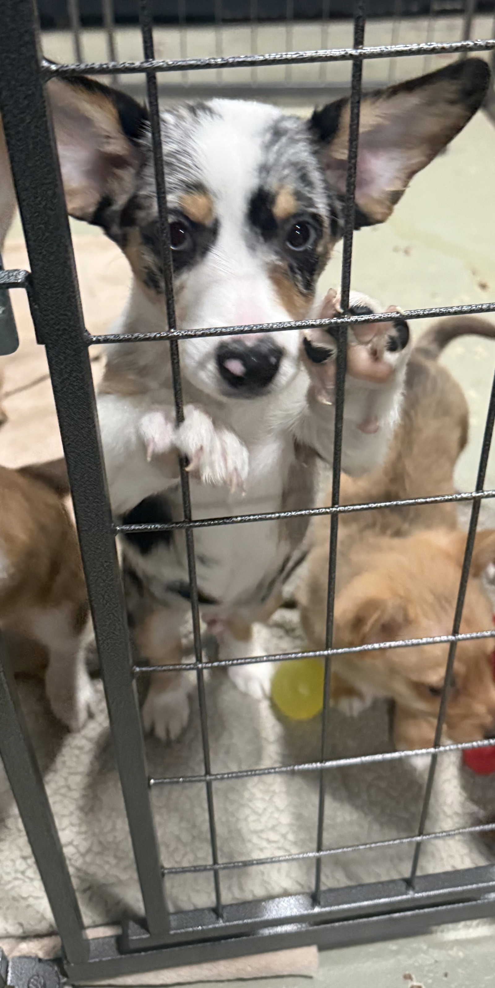 Nature Themed Puppy-Oakley/Adoption Pending Image