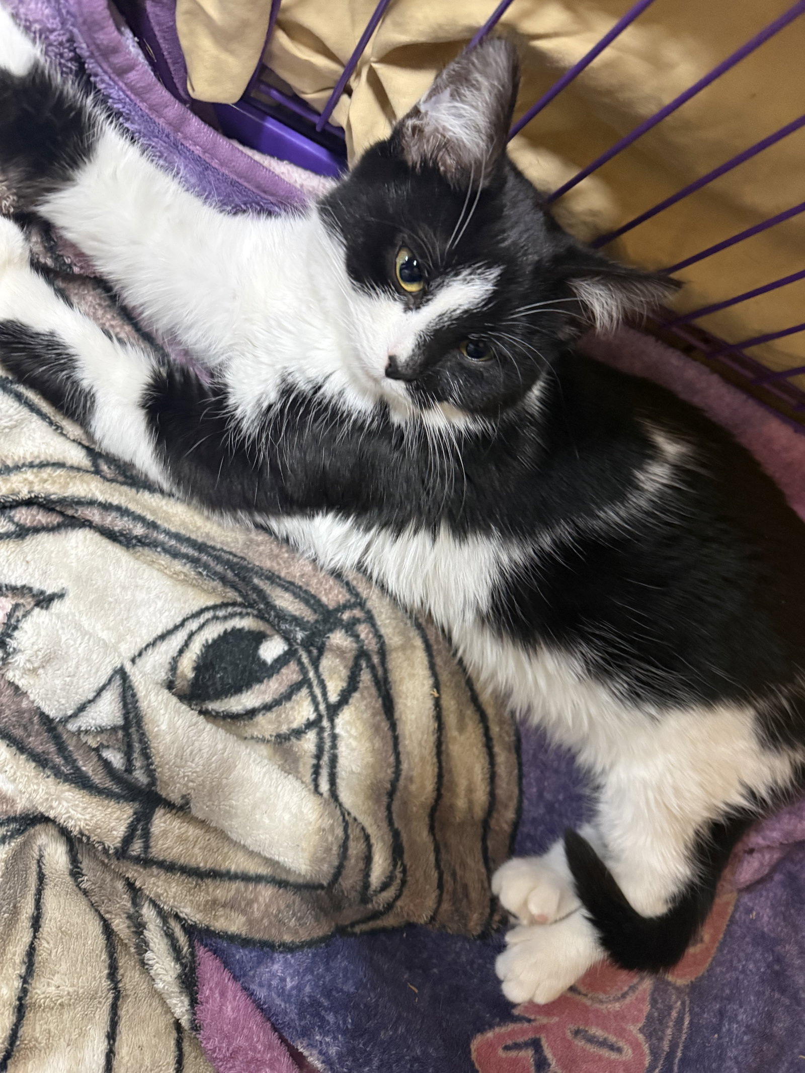 Kitten Satin Image