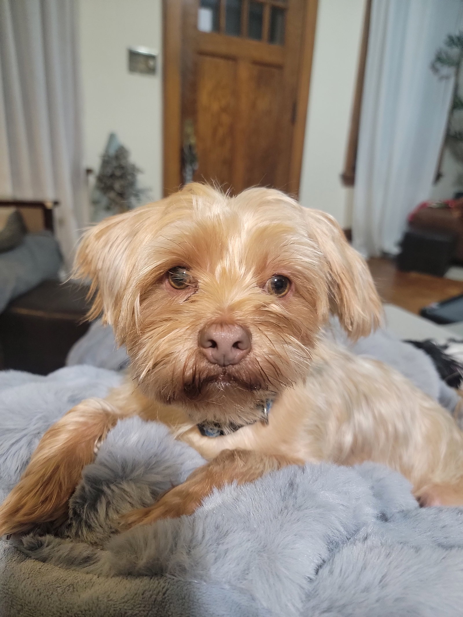 Teddy Image