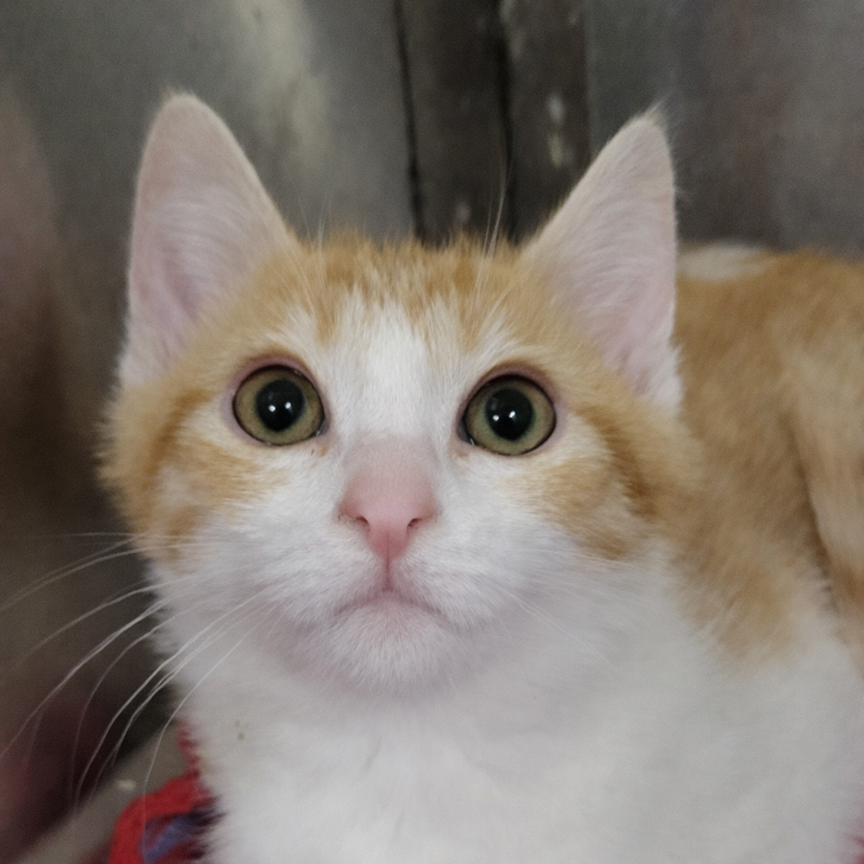 Kitten Jalen Image