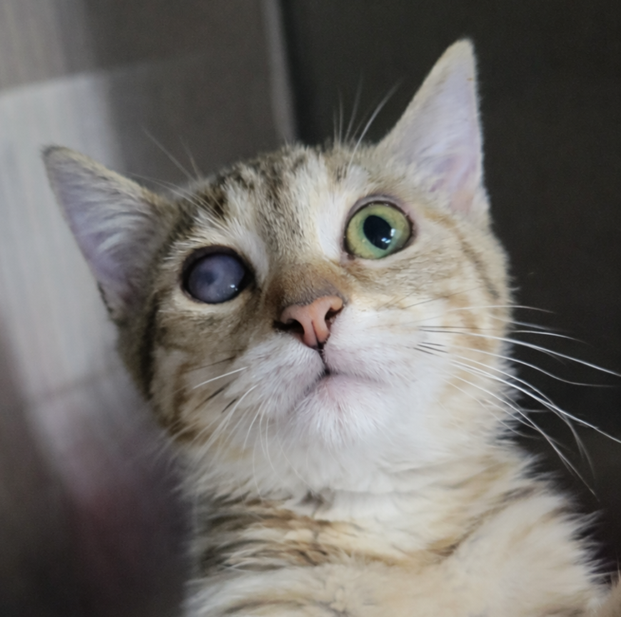 Kitten Jove Image