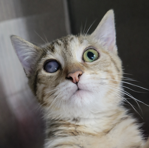 picture of the cat needing adoption