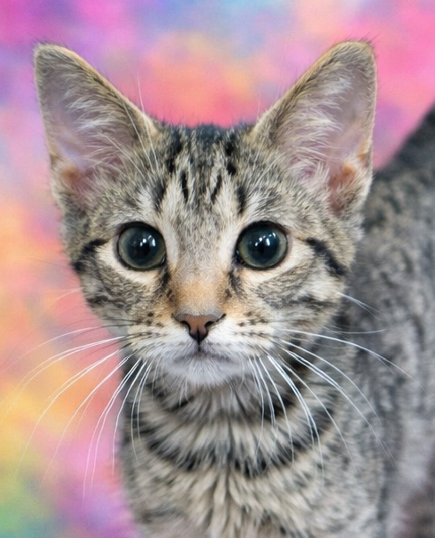 Kitten Cribbage Image