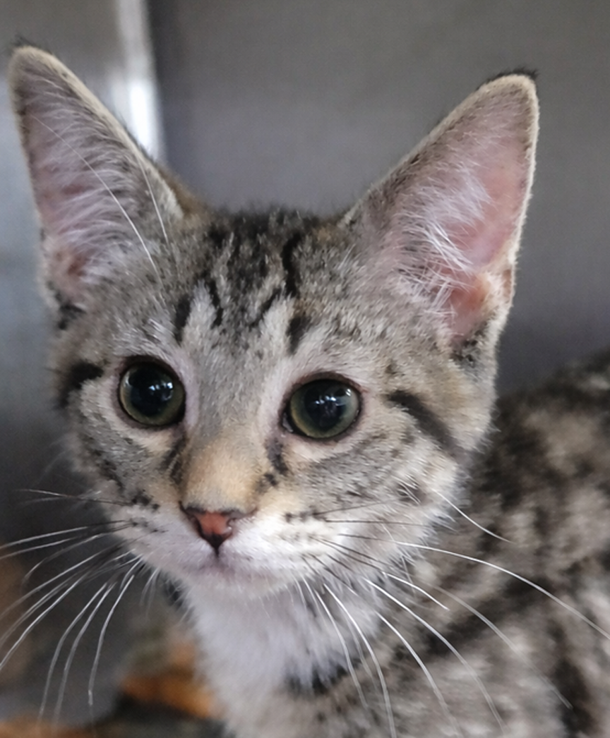 Kitten Checkers Image