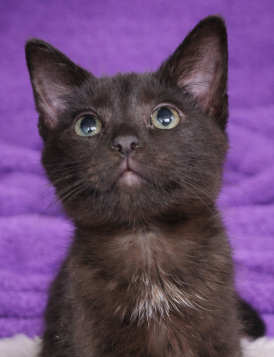 Kitten Bubble Image