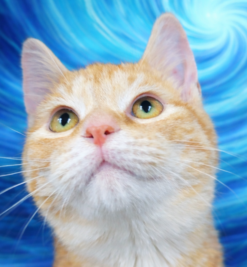 Kitten Crumbs Image