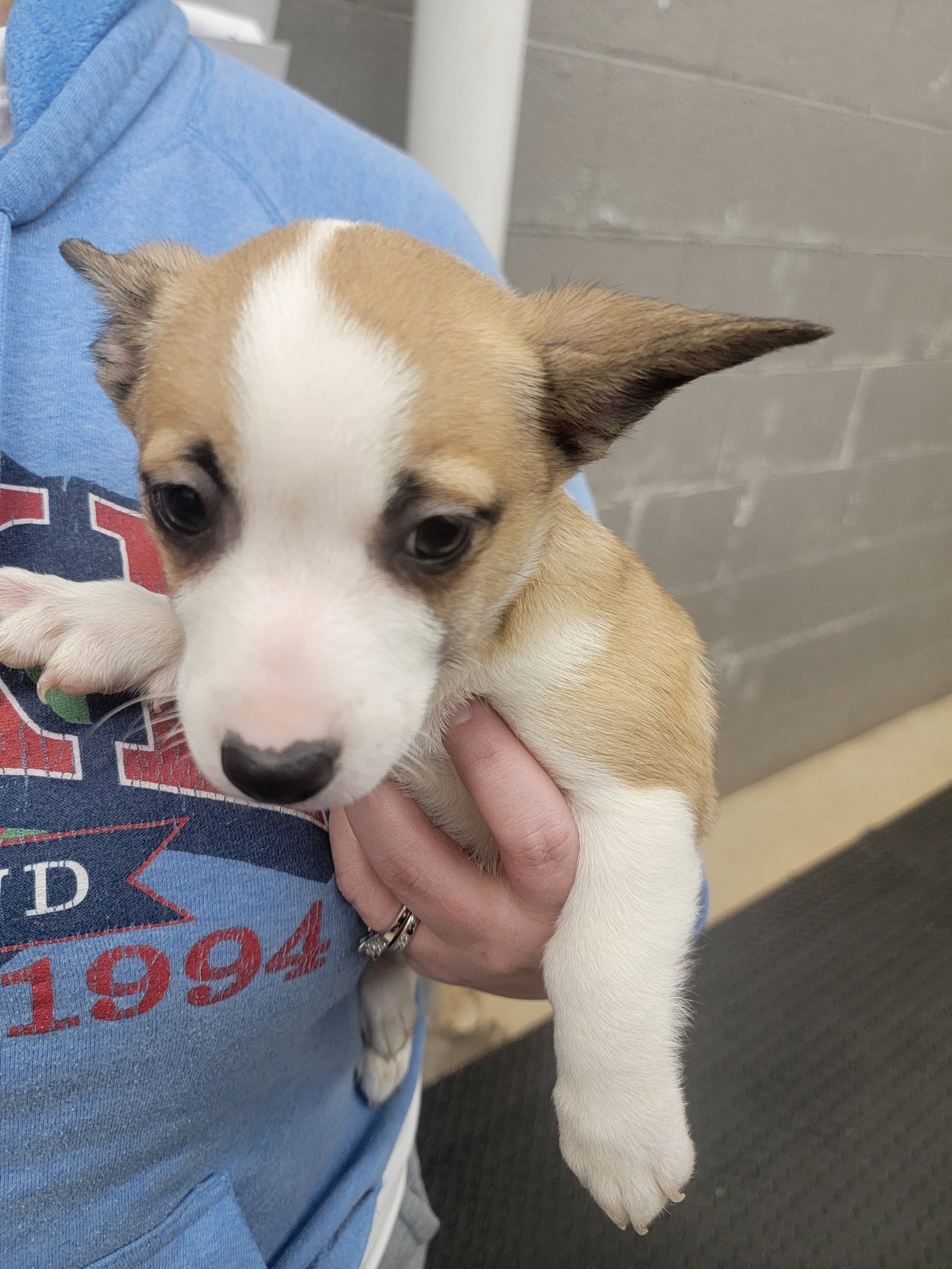 Ruby - Corgi Mix Puppy Image