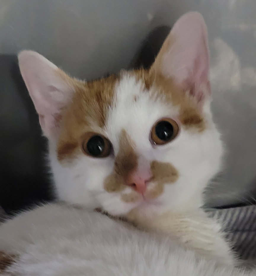 Kitten Coaster Image