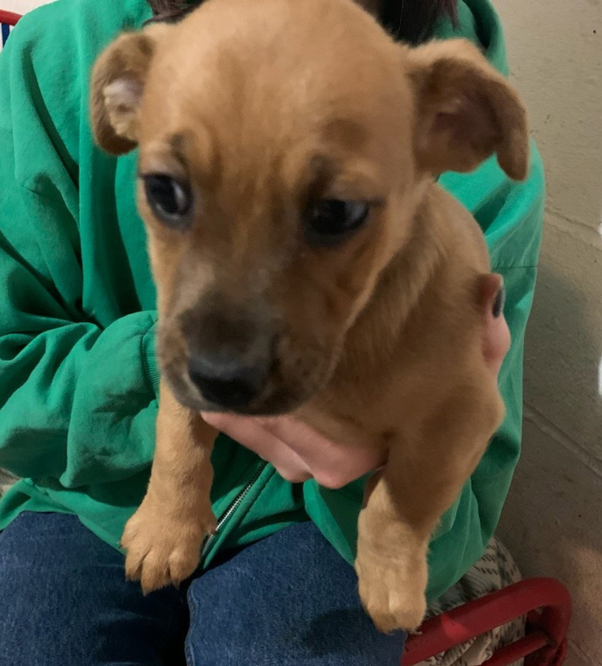 Austin City Dogs Pup/pending adoption Image