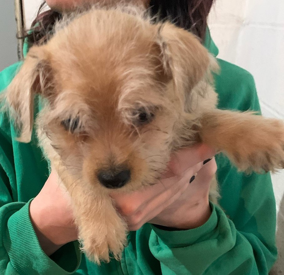 Dallas City Dogs Pup/pending adoption Image