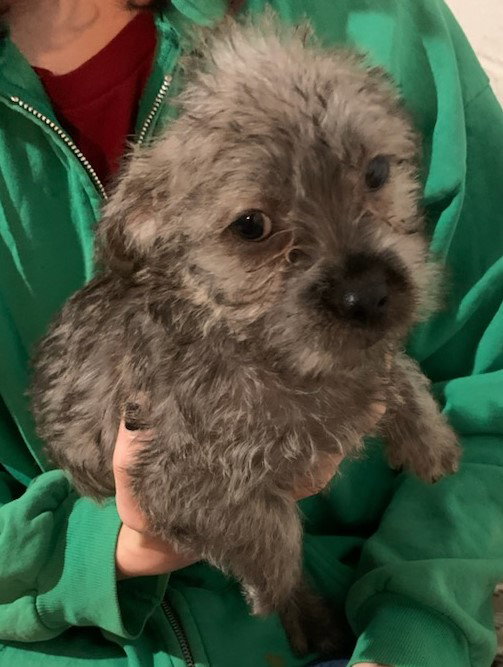 Denver City Dogs Pup/adoption pending Image
