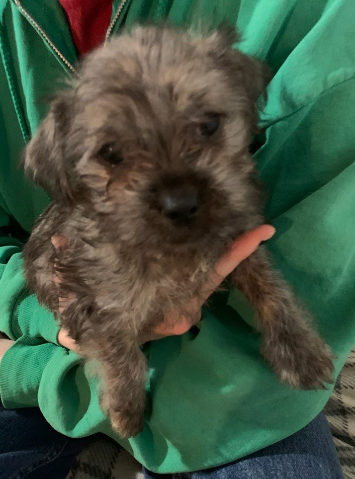 Memphis City Dogs Pup/adoption pending Image