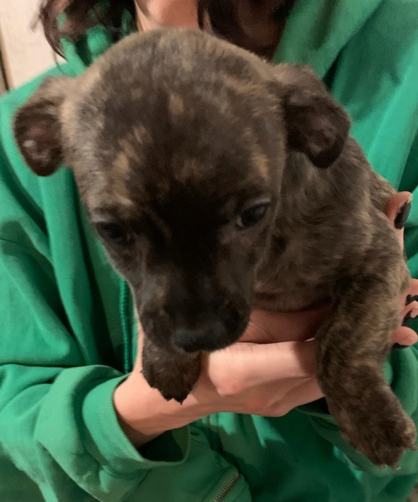 Aurora City Dogs Pup/pending adoption Image
