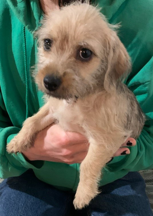 Charlotte City Dog Pup/pending adoption Image