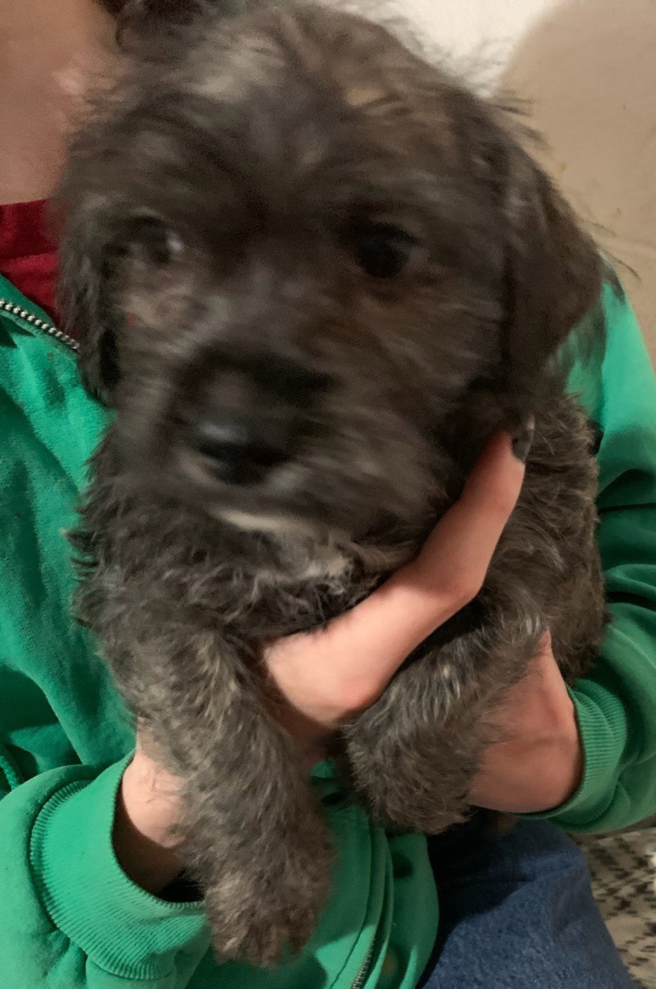 Savannah City Dog Pup/pending adoption Image