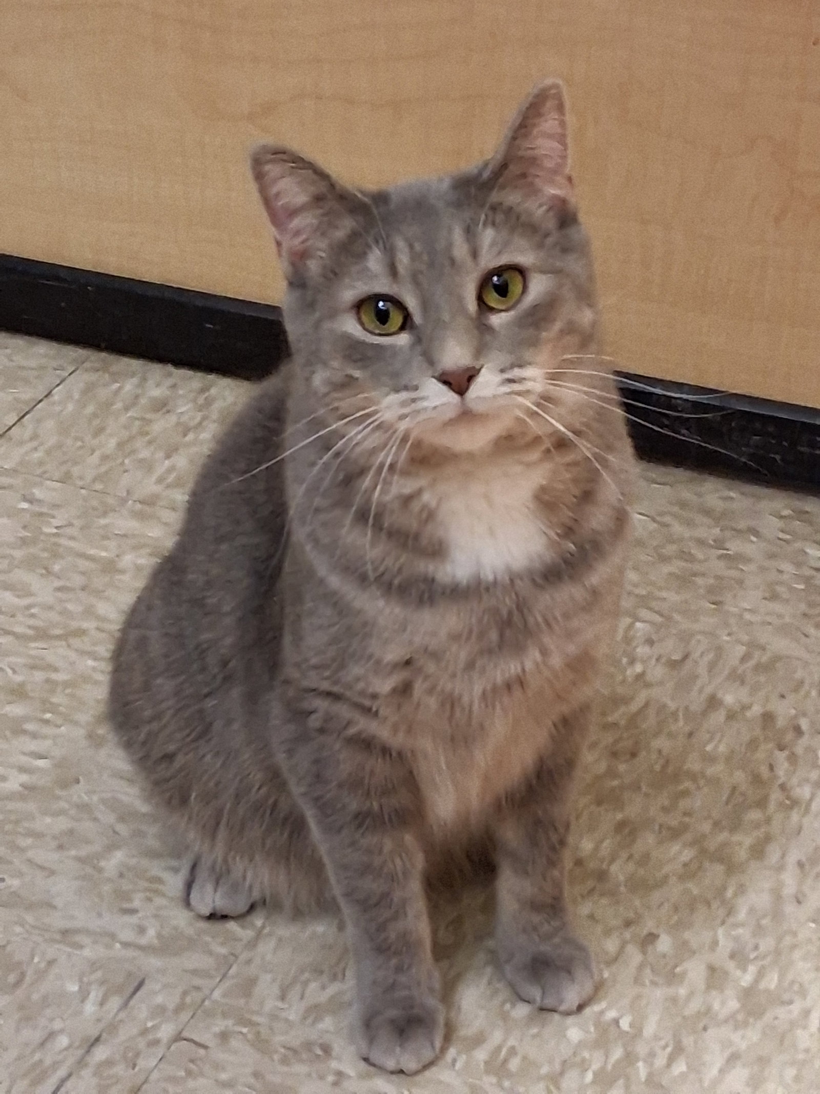 Mints @ Medina Petsmart (watch video!) Image