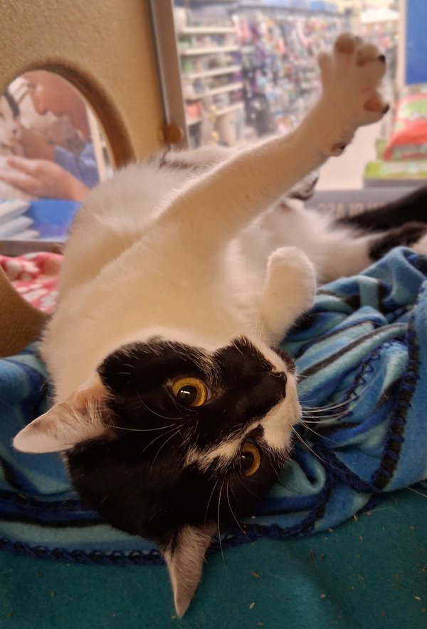 Hawaii @ Medina Petsmart (New Video!)