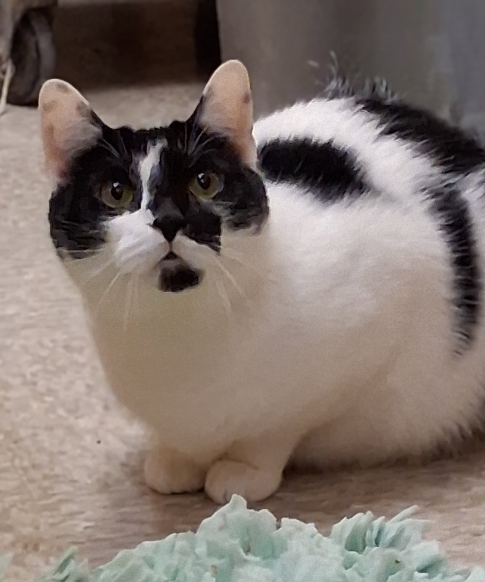 Hawaii @ Medina Petsmart (Watch Video!) Image