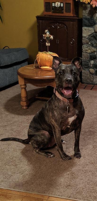 Holly (ISO Forever Foster), photo 3
