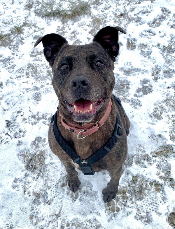 Holly (ISO Forever Foster)