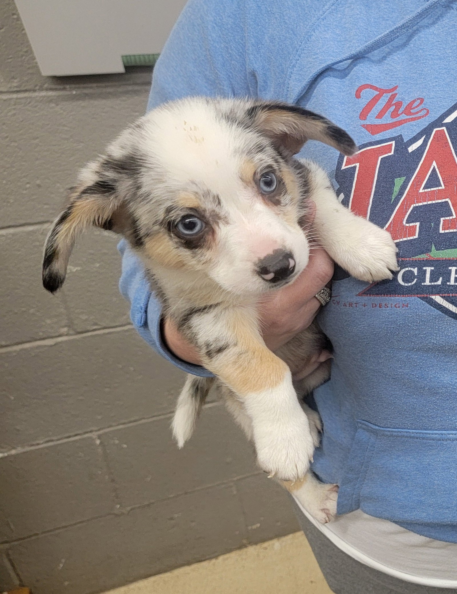 Ace - Corgi Mix Puppy Image