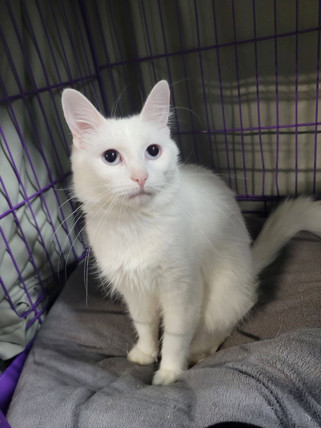 Duchess Image