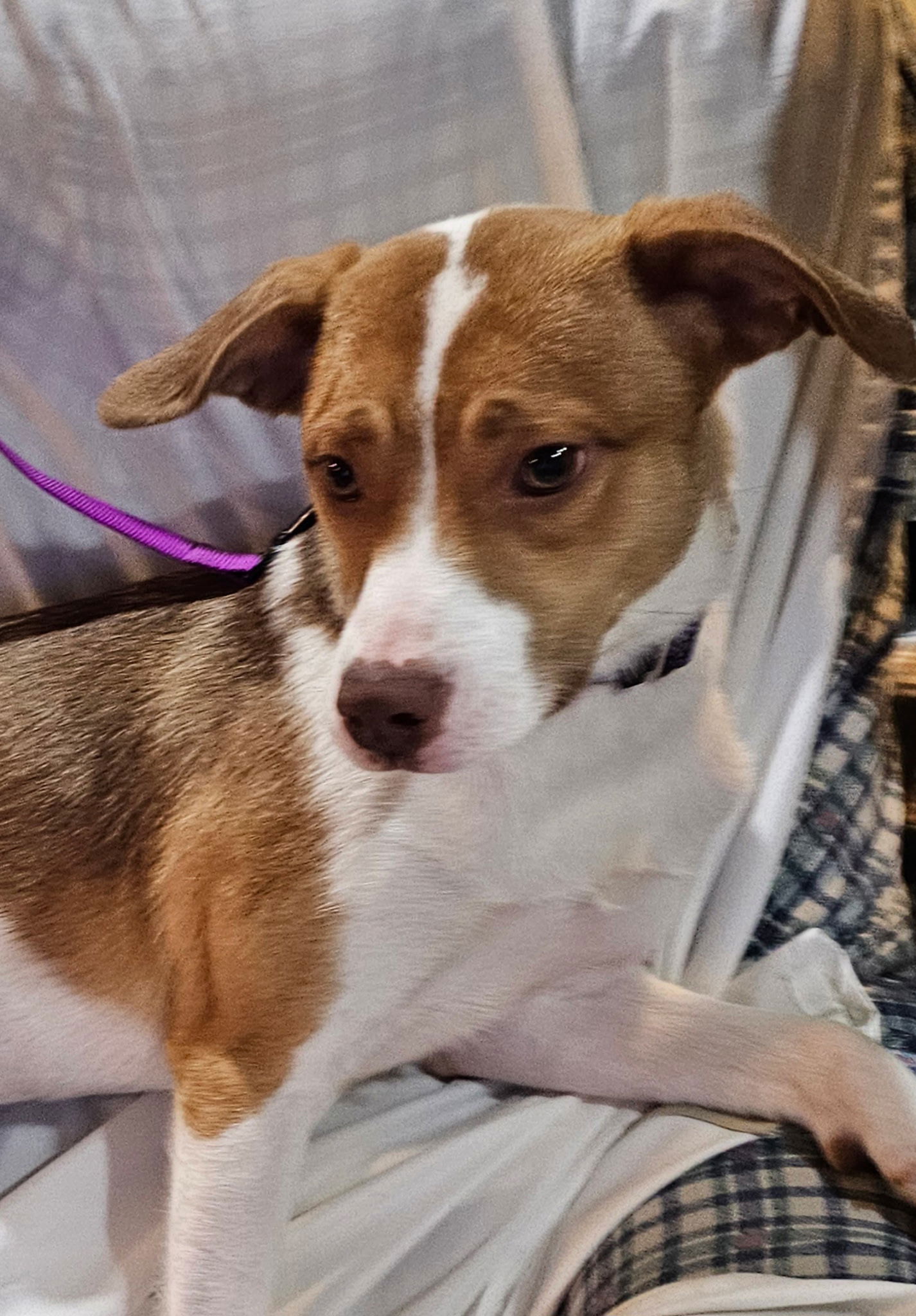 Amy Image