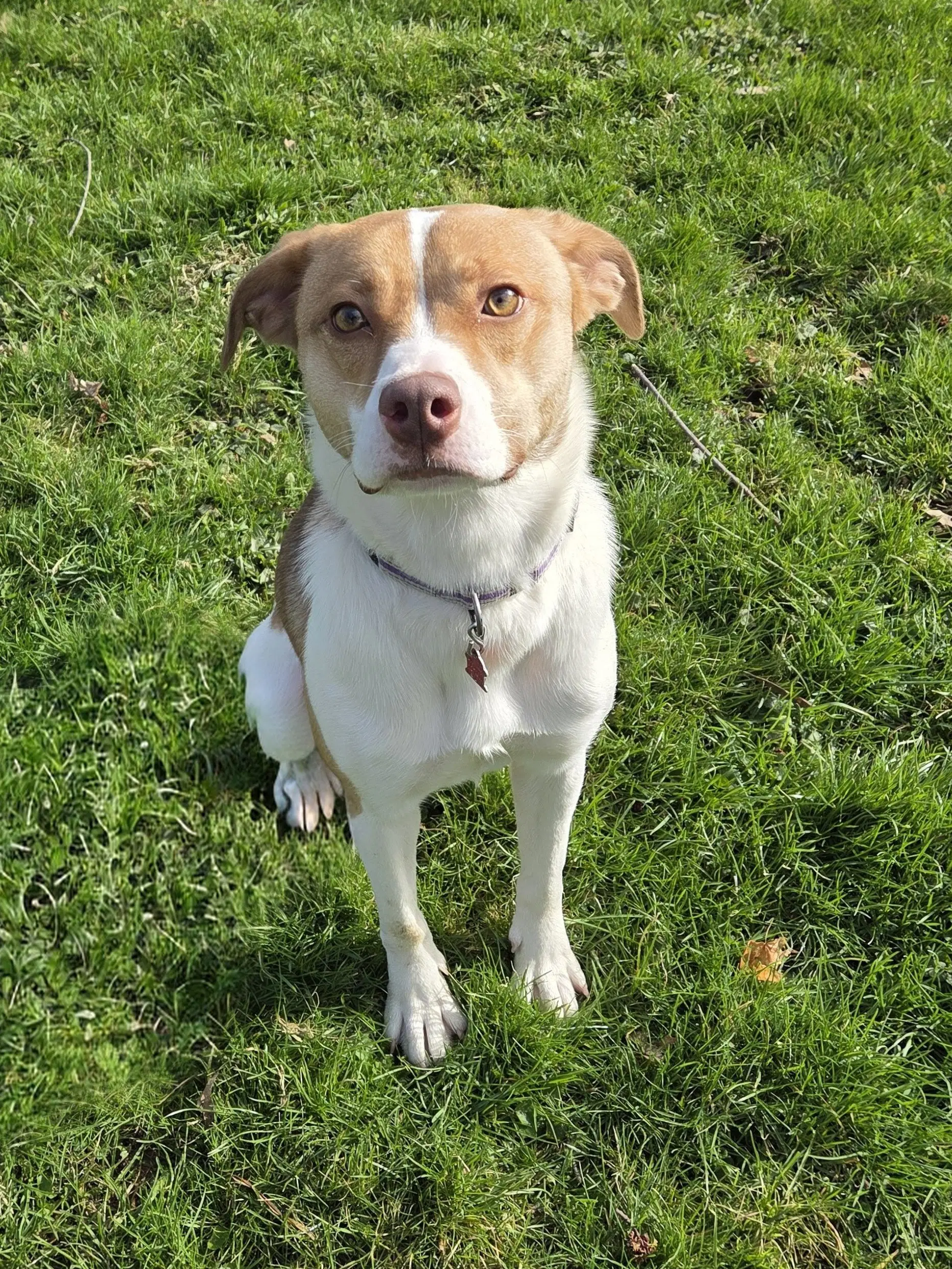 Amy - Australian Shepherd