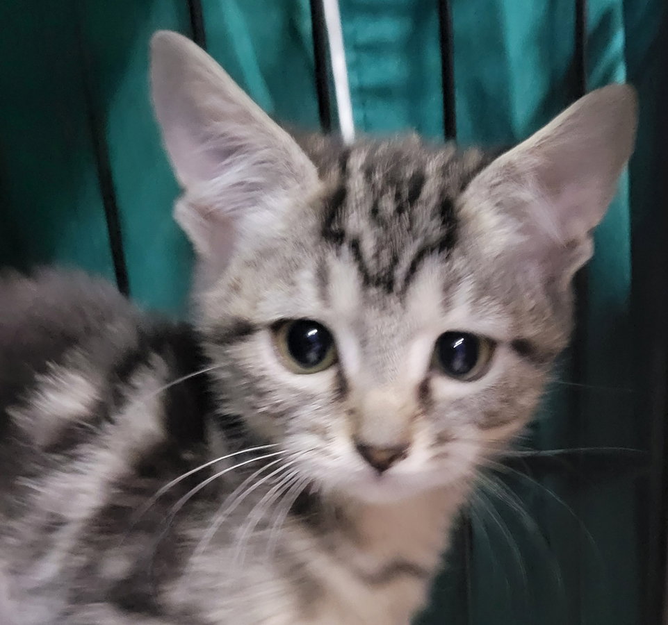 Kitten Chutney Image