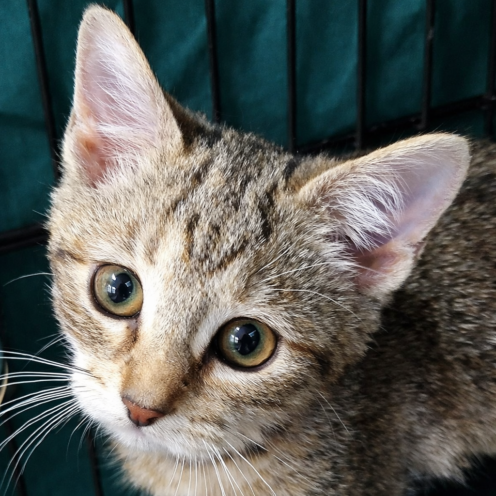 Kitten Marmalde Image