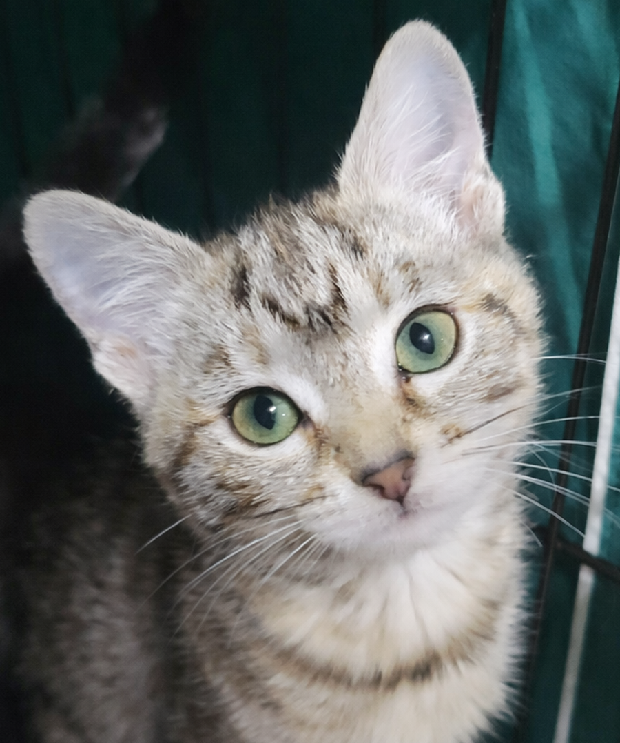 Kitten Coulis Image