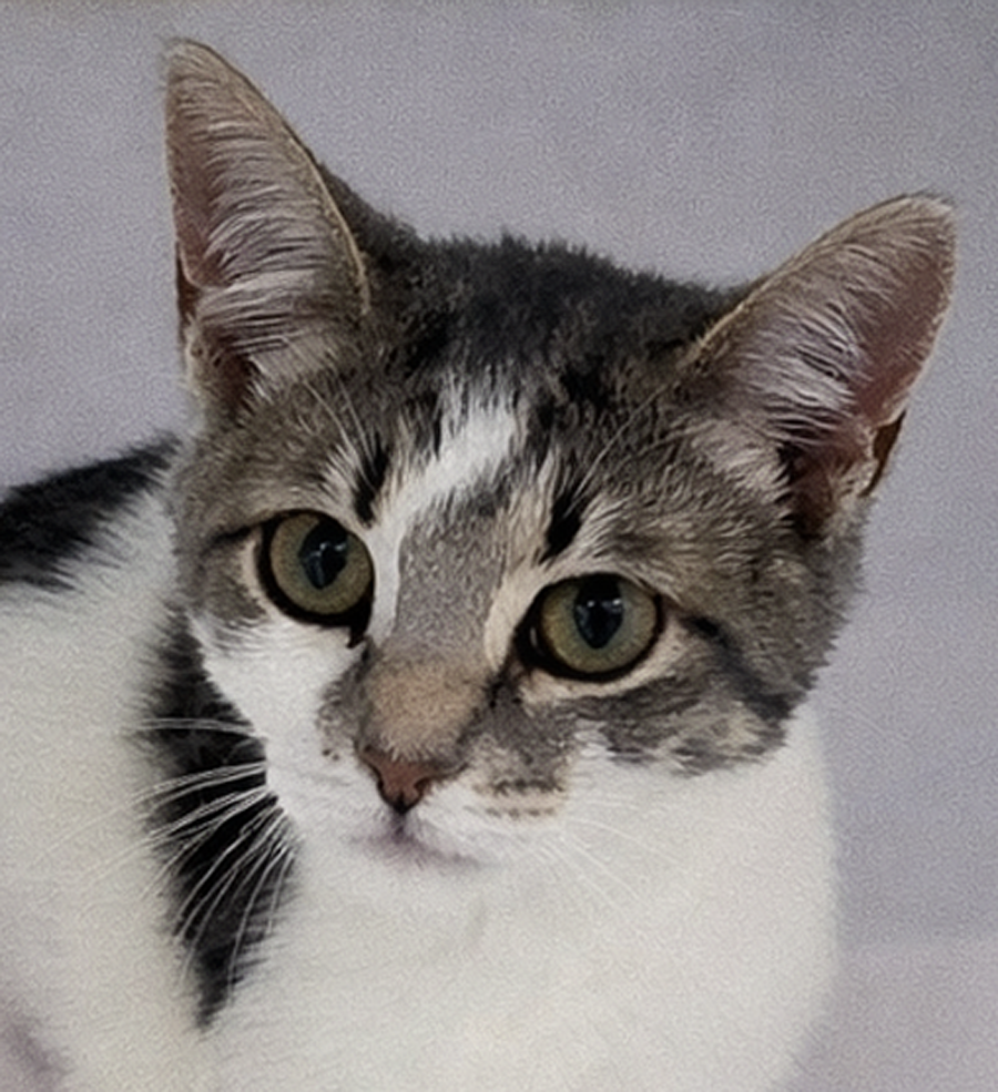 Kitten Memory Foam Image