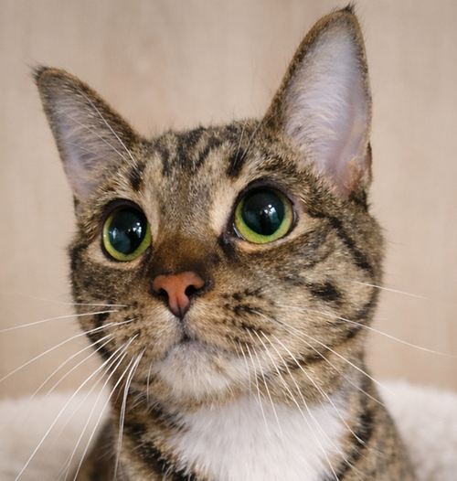 Mooney, Adult Domestic Short Hair / Tabby / Mixed (short coat), cat for adoption in Warren, Ohio