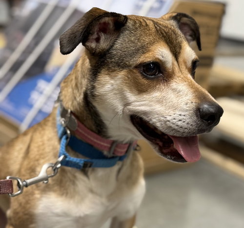 Bonnie Bell, an adoptable Beagle in Cuyahoga Falls, OH